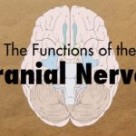 How to Remember the Cranial Nerves (Mnemonic) - MEDZCOOL