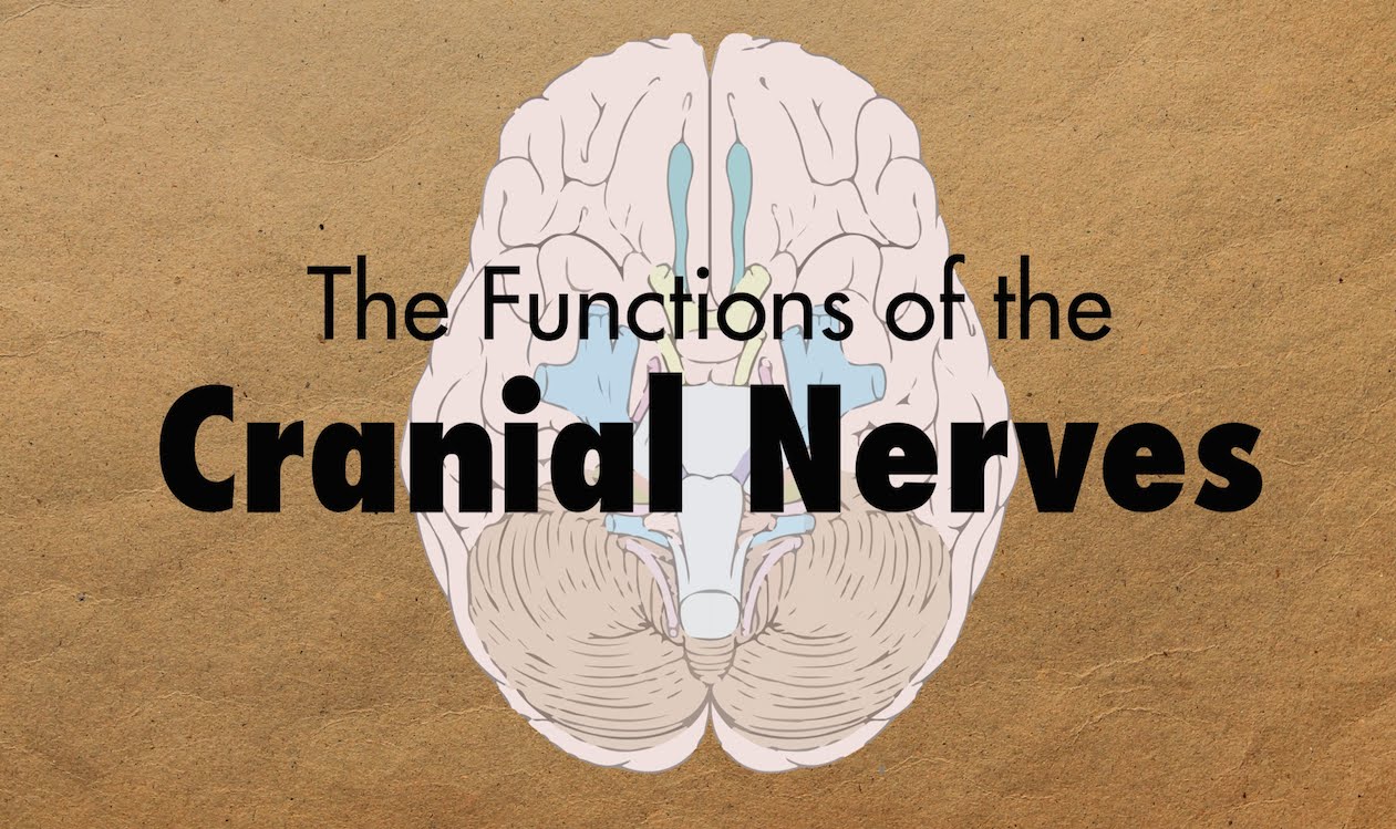How to remember the cranial nerves mnemonic medzcool free medical