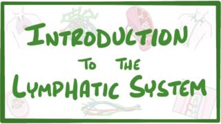 Introduction to the Lymphatic System