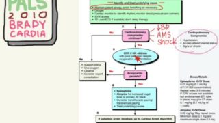 PALS 07: Bradycardias