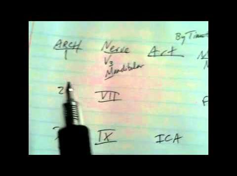 Pharyngeal Arch Mnemonic