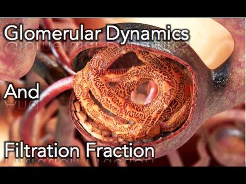 ✔ Renal Physiology – Glomerular dynamics & Filtration Fraction – MADE EASY