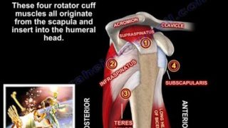 Rotator Cuff Muscles – Everything You Need To Know – Dr. Nabil Ebraheim