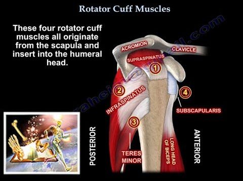Rotator Cuff Muscles – Everything You Need To Know – Dr. Nabil Ebraheim