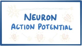Neuron action potential – physiology