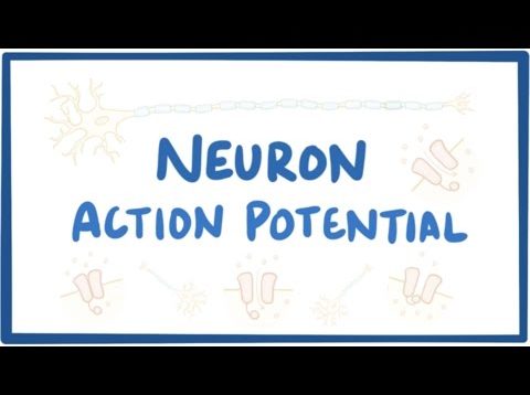 Neuron action potential – physiology