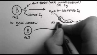 B-Cells 1 – What are Antibodies?