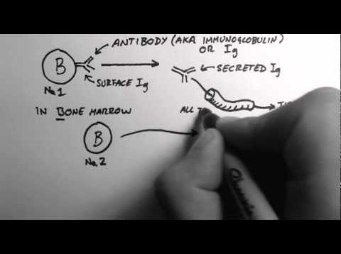 B-Cells 1 – What are Antibodies?