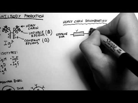 B-Cells 2 – Antibody Production and Recombination
