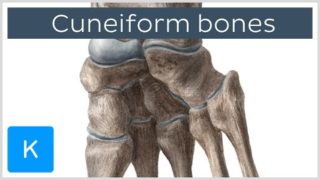 Bones of the foot: cuneiform bones – Human Anatomy | Kenhub