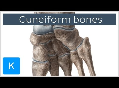 Bones of the foot: cuneiform bones – Human Anatomy | Kenhub