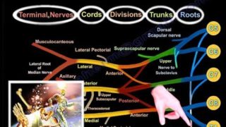 Brachial Plexus Branches – Everything You Need To Know – Dr. Nabil Ebraheim