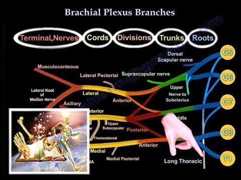 Brachial Plexus Branches – Everything You Need To Know – Dr. Nabil Ebraheim