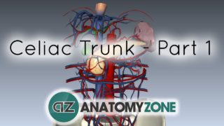 Celiac Artery/Trunk – Part 2 – Anatomy Tutorial