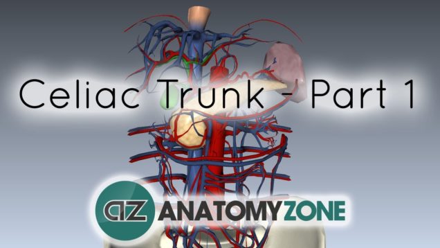 Celiac Artery/Trunk – Part 2 – Anatomy Tutorial