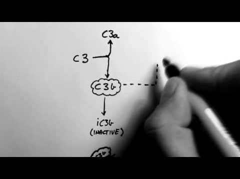 Complement 1 – Overview
