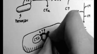 Complement 4 – Membrane Attack Complex
