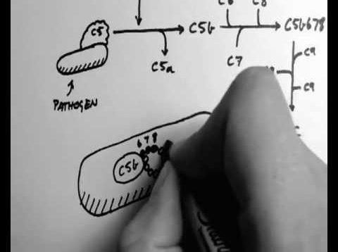 Complement 4 – Membrane Attack Complex