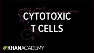 Cytotoxic T cells | Immune system physiology | NCLEX-RN | Khan Academy