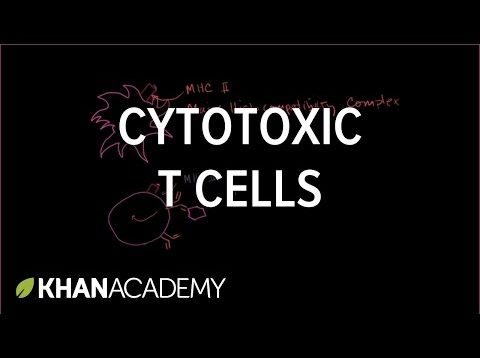 Cytotoxic T cells | Immune system physiology | NCLEX-RN | Khan Academy