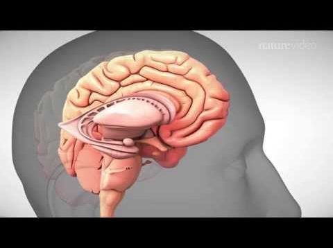 Depression and its treatment