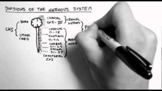 Divisions of the Nervous System