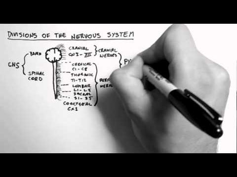 Divisions of the Nervous System