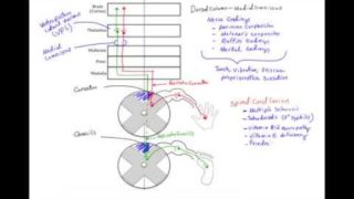 ✔ Dorsal Column Medial Lemniscus Pathway (DCML) – MADE EASY