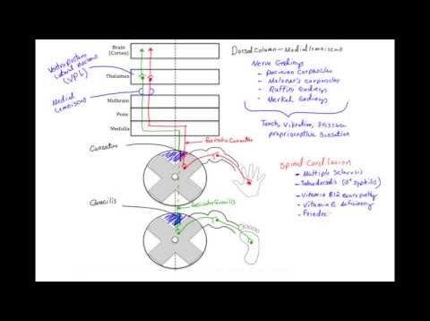 ✔ Dorsal Column Medial Lemniscus Pathway (DCML) – MADE EASY
