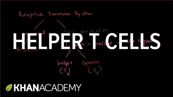 Helper T cells | Immune system physiology | NCLEX-RN | Khan Academy