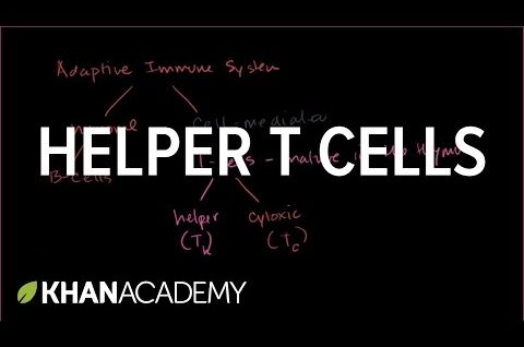 Helper T cells | Immune system physiology | NCLEX-RN | Khan Academy
