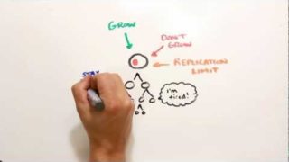 How Prostate Cancer Works