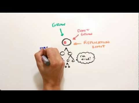 How Prostate Cancer Works