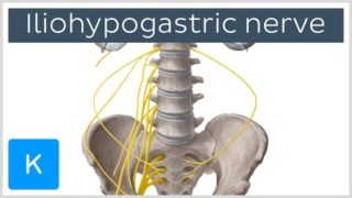 Iliohypogastric nerve: function and innervation – Human Anatomy | Kenhub