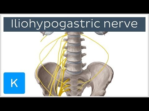 Iliohypogastric nerve: function and innervation – Human Anatomy | Kenhub