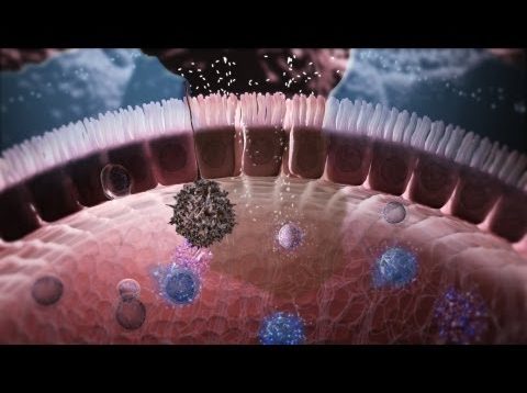 Immunology in the Gut Mucosa