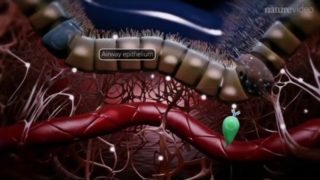 Immunology of the rheumatoid joint