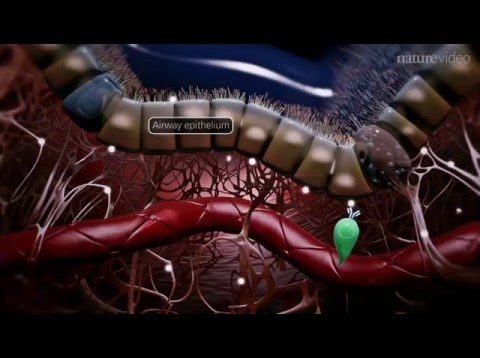 Immunology of the rheumatoid joint