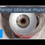 Inferior oblique muscle of the eye (musculus obliquus inferior bulbi) - Human Anatomy | Kenhub