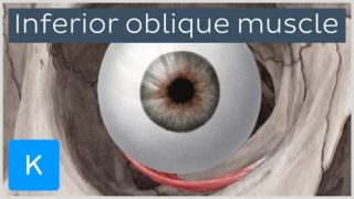 Inferior oblique muscle of the eye (musculus obliquus inferior bulbi) – Human Anatomy | Kenhub