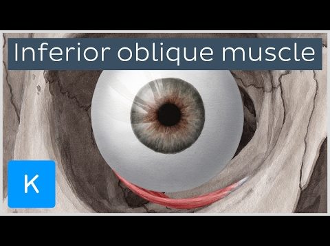 Inferior oblique muscle of the eye (musculus obliquus inferior bulbi) – Human Anatomy | Kenhub