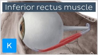 Inferior rectus muscle of the eye (musculus rectus inferior bulbi) – Human Anatomy | Kenhub