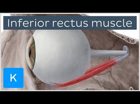 Inferior rectus muscle of the eye (musculus rectus inferior bulbi) – Human Anatomy | Kenhub