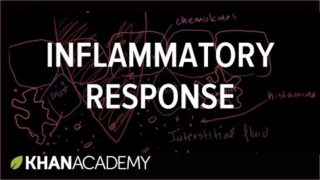 Inflammatory Response