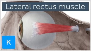 Lateral rectus muscle of the eye (musculus rectus lateralis bulbi) – Human Anatomy | Kenhub