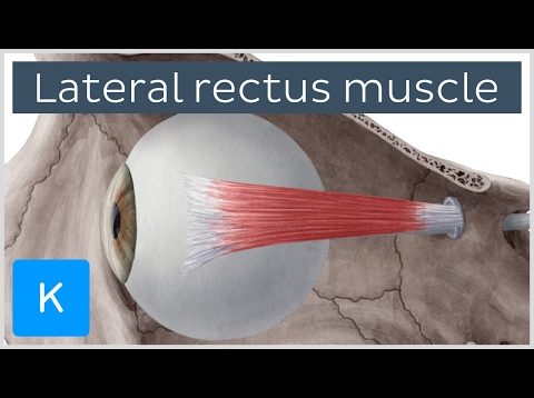 Lateral rectus muscle of the eye (musculus rectus lateralis bulbi) – Human Anatomy | Kenhub