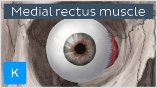 Medial rectus muscle of the eye (musculus rectus medialis bulbi)  – Human Anatomy | Kenhub