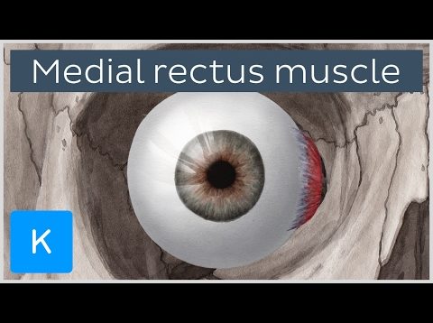 Medial rectus muscle of the eye (musculus rectus medialis bulbi)  – Human Anatomy | Kenhub