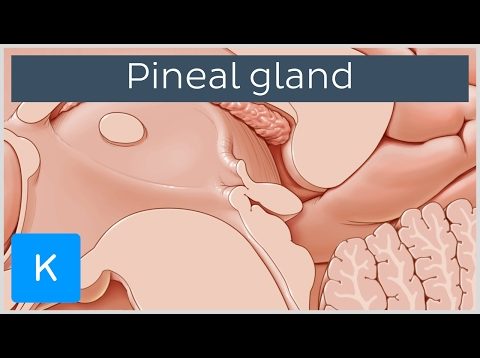 Pineal gland (glandula pinealis) – Human Anatomy | Kenhub