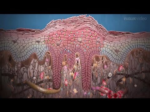 Psoriasis and beyond: targeting the IL-17 pathway